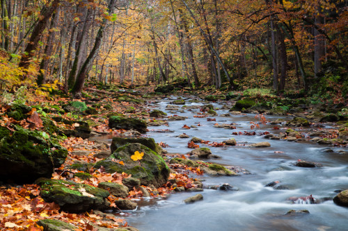 Photographing Fall Color