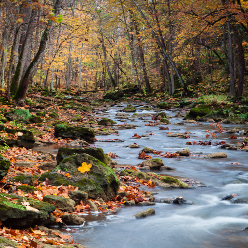 Photographing Fall Color