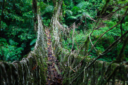 Living Root Bridges of Cherrapunjee