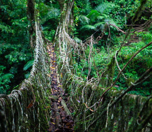 Living Root Bridges of Cherrapunjee