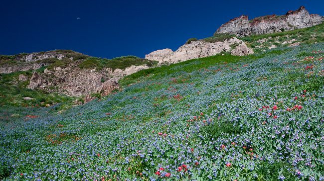 Mountain Bluebells