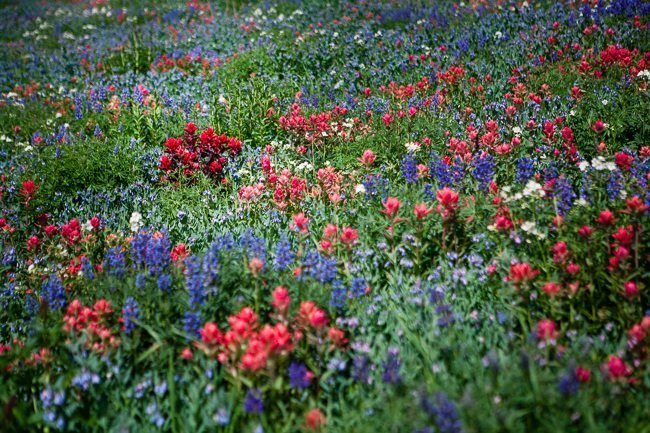 Wildflowers