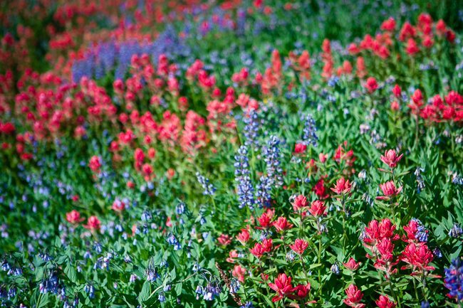 Indian Paintbrush