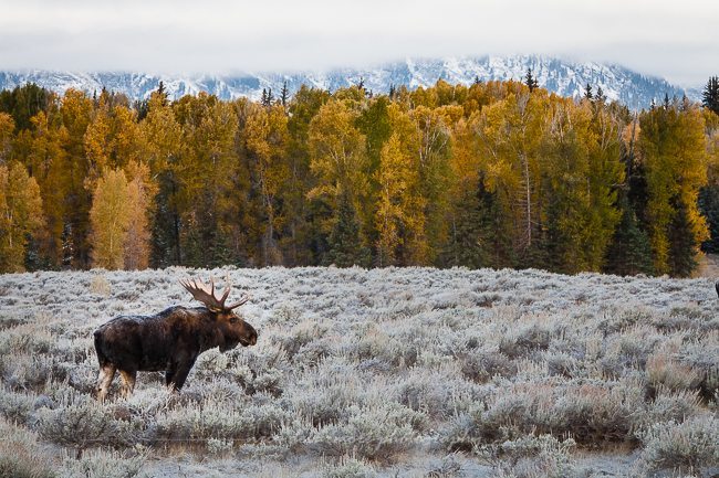 Bull Moose at Schwabacher's Landing