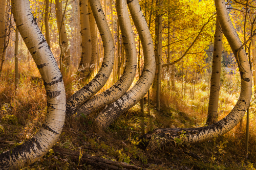 Forests & Meadows