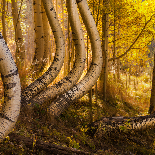 Forests & Meadows