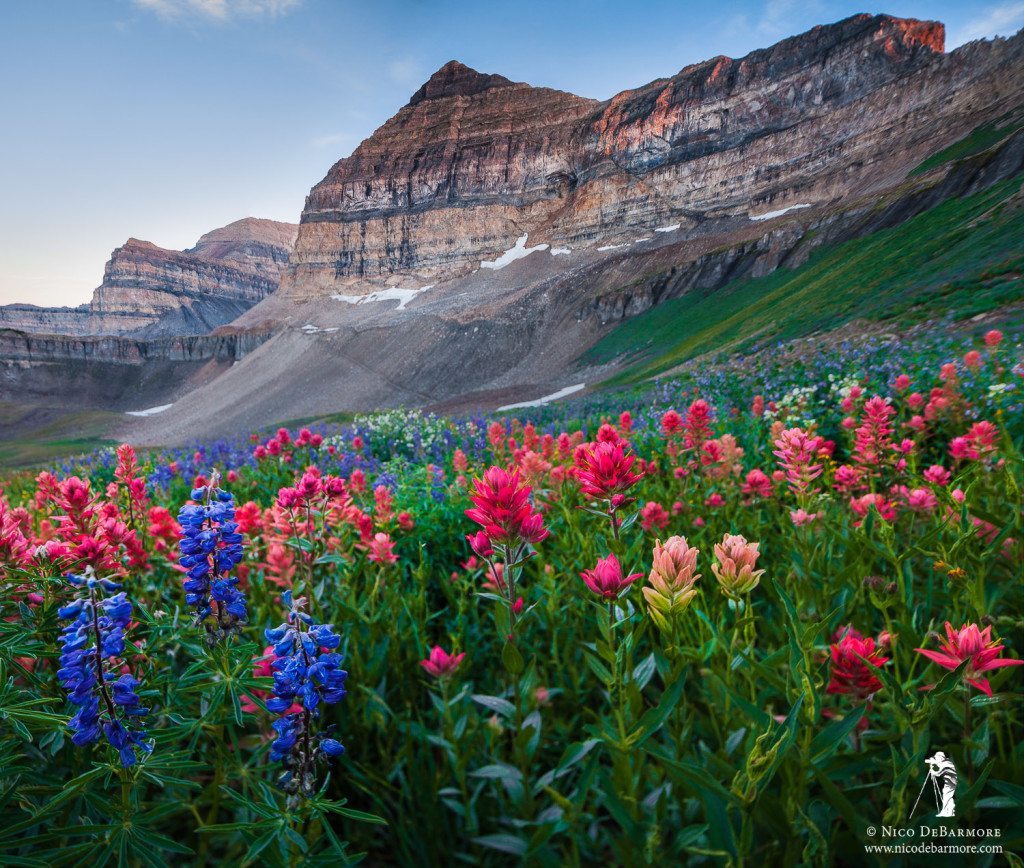 Lupine and Indian Paintbrush