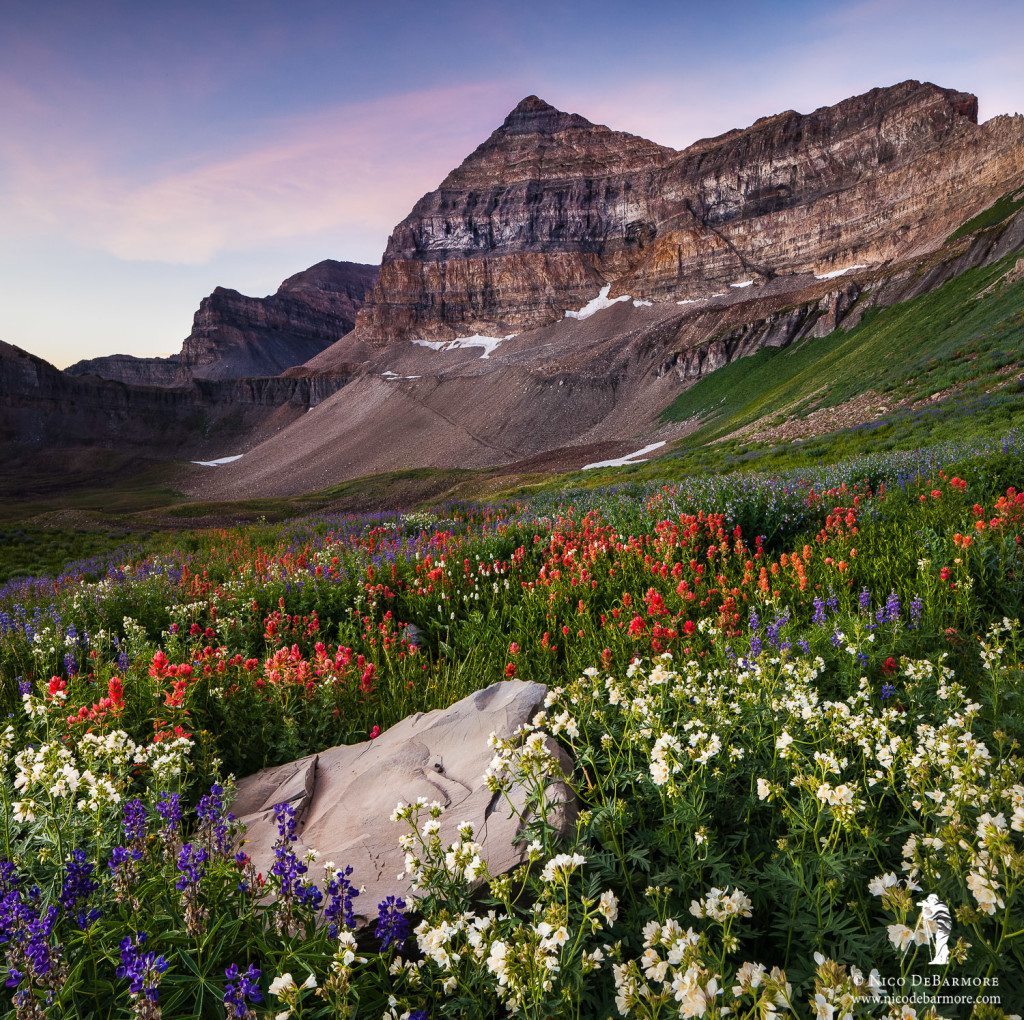 Wildflower Basin