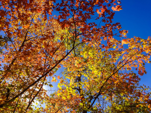 Zion Fall Color Report