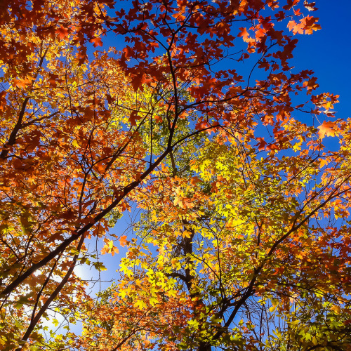 Zion Fall Color Report