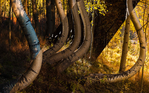 Curving Aspens Light Study