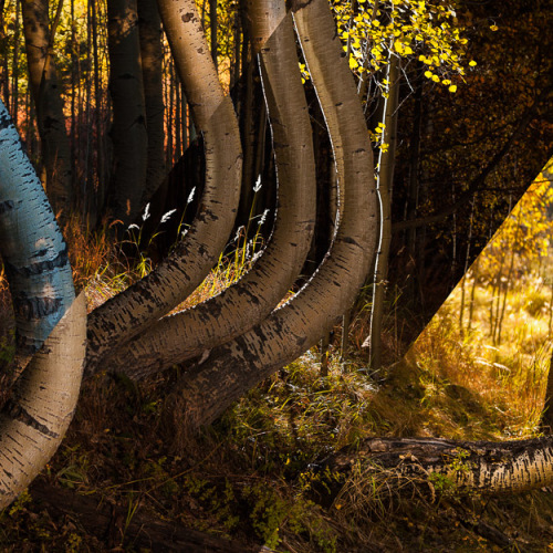 Curving Aspens Light Study