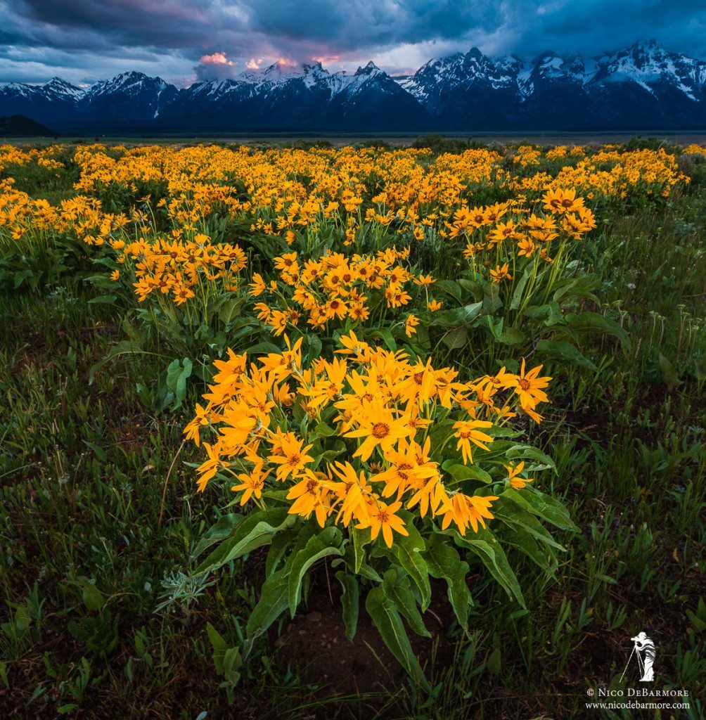 Arrowleaf Wildflowers of the Tetons