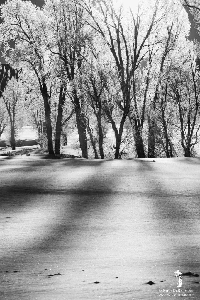 Backlit Winter Cottonwoods