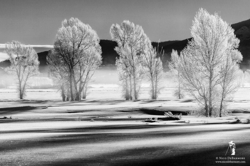 Frosted Trees in Mist