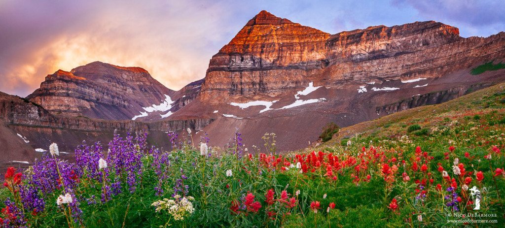 Timpanogos Storm and Wildflowers