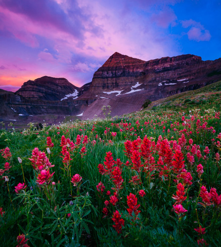 Timpanogos Wildflowers 2015