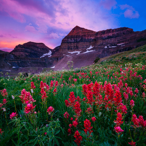 Timpanogos Wildflowers 2015