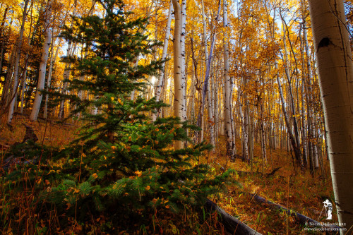 Christmas Tree in Autumn