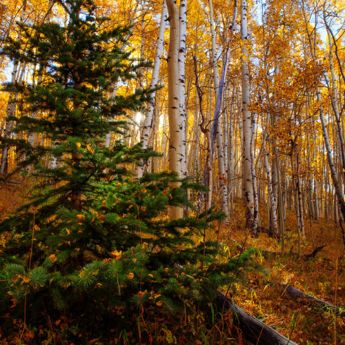 Christmas Tree in Autumn